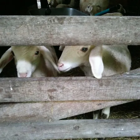 Apartmán Schelchen *