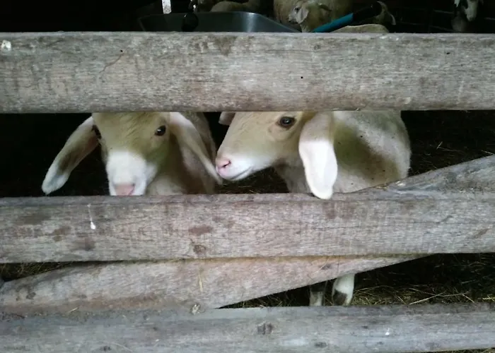 Apartment Schelchen *