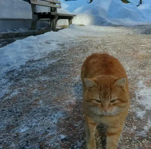 Schelchen * Hollenstein an der Ybbs
