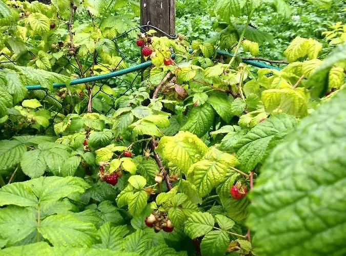 Schelchen * Hollenstein an der Ybbs